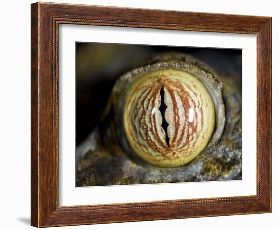 Close Up of Eye of Leaf Tailed Gecko Eye Detail, Nosy Mangabe, Northeast Madagascar-Inaki Relanzon-Framed Photographic Print