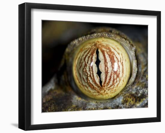 Close Up of Eye of Leaf Tailed Gecko Eye Detail, Nosy Mangabe, Northeast Madagascar-Inaki Relanzon-Framed Photographic Print