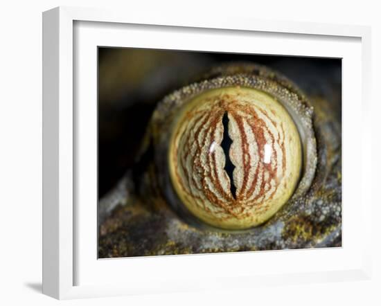 Close Up of Eye of Leaf Tailed Gecko Eye Detail, Nosy Mangabe, Northeast Madagascar-Inaki Relanzon-Framed Photographic Print