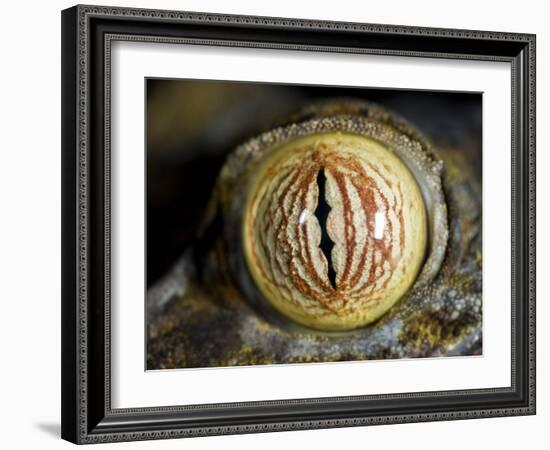 Close Up of Eye of Leaf Tailed Gecko Eye Detail, Nosy Mangabe, Northeast Madagascar-Inaki Relanzon-Framed Photographic Print