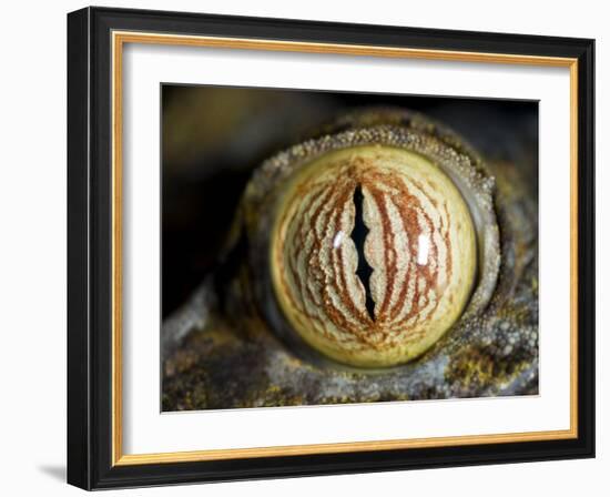 Close Up of Eye of Leaf Tailed Gecko Eye Detail, Nosy Mangabe, Northeast Madagascar-Inaki Relanzon-Framed Photographic Print