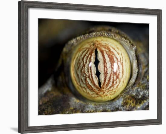 Close Up of Eye of Leaf Tailed Gecko Eye Detail, Nosy Mangabe, Northeast Madagascar-Inaki Relanzon-Framed Photographic Print