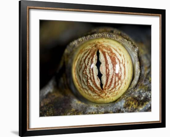 Close Up of Eye of Leaf Tailed Gecko Eye Detail, Nosy Mangabe, Northeast Madagascar-Inaki Relanzon-Framed Photographic Print