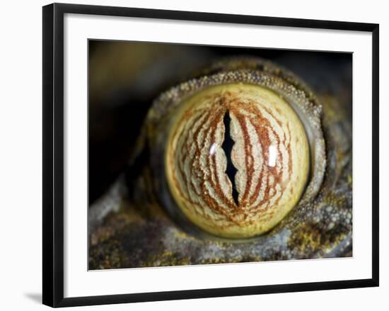 Close Up of Eye of Leaf Tailed Gecko Eye Detail, Nosy Mangabe, Northeast Madagascar-Inaki Relanzon-Framed Photographic Print