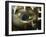 Close-Up of Eye of Spiny Pufferfish, Red Sea, North Africa, Africa-Murray Louise-Framed Photographic Print