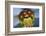 Close Up Of Eyes Of Common Darter Dragonfly (Sympetrum Striolatum) Newly Emerged Adult, Surrey, UK-Kim Taylor-Framed Photographic Print