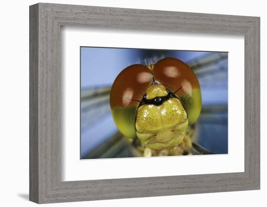 Close Up Of Eyes Of Common Darter Dragonfly (Sympetrum Striolatum) Newly Emerged Adult, Surrey, UK-Kim Taylor-Framed Photographic Print