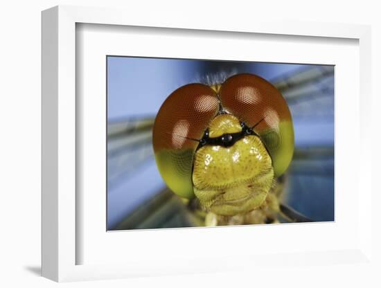 Close Up Of Eyes Of Common Darter Dragonfly (Sympetrum Striolatum) Newly Emerged Adult, Surrey, UK-Kim Taylor-Framed Photographic Print