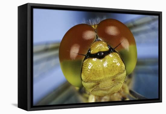 Close Up Of Eyes Of Common Darter Dragonfly (Sympetrum Striolatum) Newly Emerged Adult, Surrey, UK-Kim Taylor-Framed Premier Image Canvas