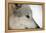 Close-Up of Face and Snout of a North American Timber Wolf (Canis Lupus) in Forest, Austria, Europe-Louise Murray-Framed Premier Image Canvas