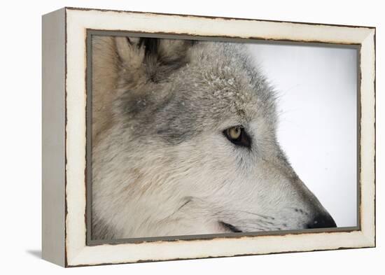 Close-Up of Face and Snout of a North American Timber Wolf (Canis Lupus) in Forest, Austria, Europe-Louise Murray-Framed Premier Image Canvas