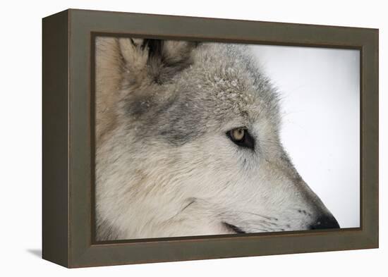 Close-Up of Face and Snout of a North American Timber Wolf (Canis Lupus) in Forest, Austria, Europe-Louise Murray-Framed Premier Image Canvas