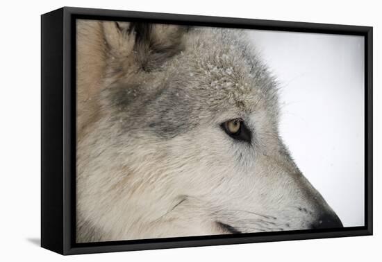 Close-Up of Face and Snout of a North American Timber Wolf (Canis Lupus) in Forest, Austria, Europe-Louise Murray-Framed Premier Image Canvas