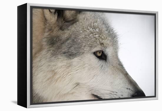 Close-Up of Face and Snout of a North American Timber Wolf (Canis Lupus) in Forest, Austria, Europe-Louise Murray-Framed Premier Image Canvas