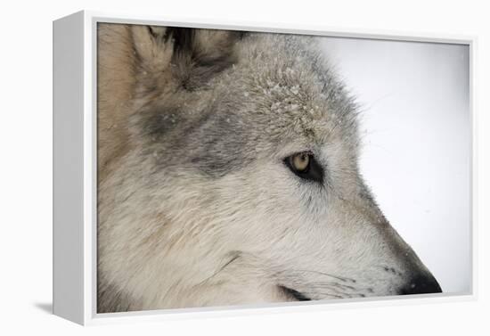 Close-Up of Face and Snout of a North American Timber Wolf (Canis Lupus) in Forest, Austria, Europe-Louise Murray-Framed Premier Image Canvas
