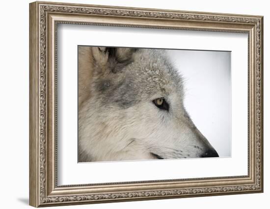 Close-Up of Face and Snout of a North American Timber Wolf (Canis Lupus) in Forest, Austria, Europe-Louise Murray-Framed Photographic Print