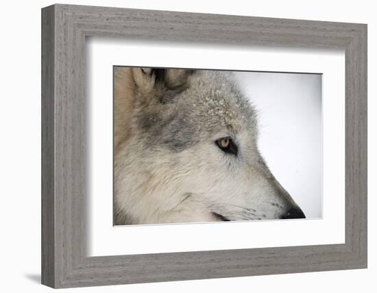 Close-Up of Face and Snout of a North American Timber Wolf (Canis Lupus) in Forest, Austria, Europe-Louise Murray-Framed Photographic Print