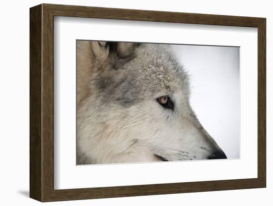 Close-Up of Face and Snout of a North American Timber Wolf (Canis Lupus) in Forest, Austria, Europe-Louise Murray-Framed Photographic Print