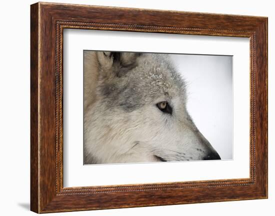 Close-Up of Face and Snout of a North American Timber Wolf (Canis Lupus) in Forest, Austria, Europe-Louise Murray-Framed Photographic Print