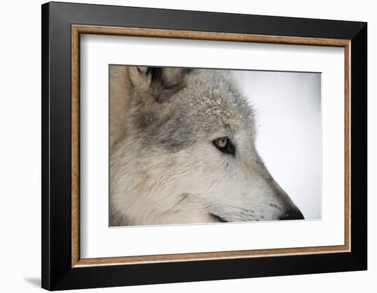 Close-Up of Face and Snout of a North American Timber Wolf (Canis Lupus) in Forest, Austria, Europe-Louise Murray-Framed Photographic Print