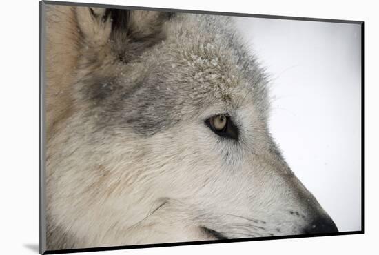 Close-Up of Face and Snout of a North American Timber Wolf (Canis Lupus) in Forest, Austria, Europe-Louise Murray-Mounted Photographic Print