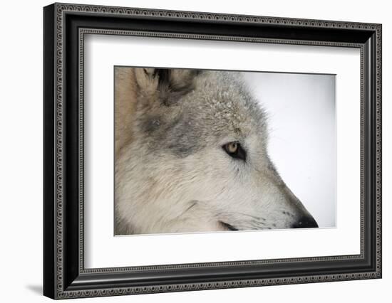 Close-Up of Face and Snout of a North American Timber Wolf (Canis Lupus) in Forest, Austria, Europe-Louise Murray-Framed Photographic Print