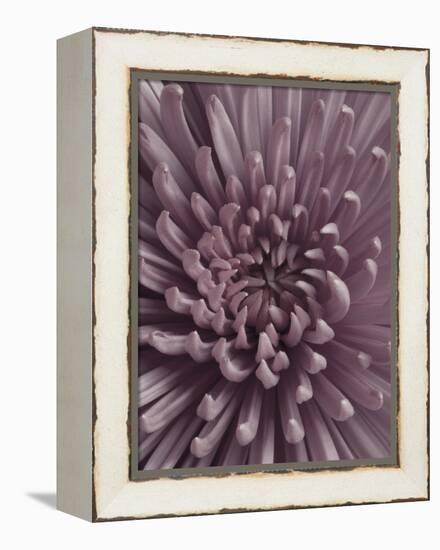 Close-Up of Faded Pink Chrysanthemum-Clive Nichols-Framed Premier Image Canvas