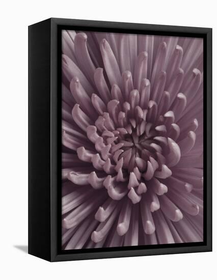 Close-Up of Faded Pink Chrysanthemum-Clive Nichols-Framed Premier Image Canvas