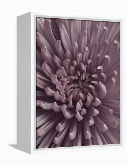Close-Up of Faded Pink Chrysanthemum-Clive Nichols-Framed Premier Image Canvas