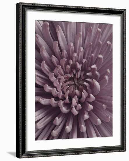 Close-Up of Faded Pink Chrysanthemum-Clive Nichols-Framed Photographic Print