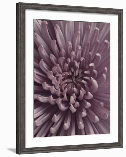 Close-Up of Faded Pink Chrysanthemum-Clive Nichols-Framed Photographic Print