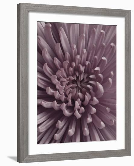 Close-Up of Faded Pink Chrysanthemum-Clive Nichols-Framed Photographic Print