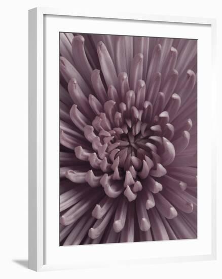 Close-Up of Faded Pink Chrysanthemum-Clive Nichols-Framed Photographic Print