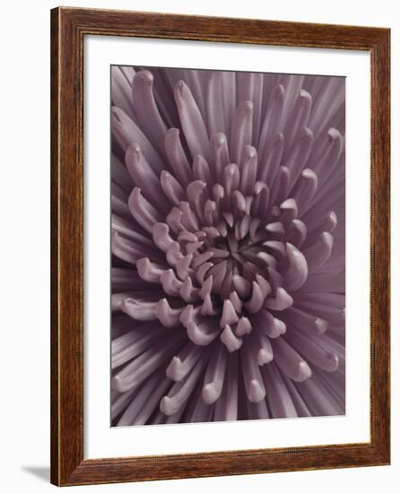 Close-Up of Faded Pink Chrysanthemum-Clive Nichols-Framed Photographic Print