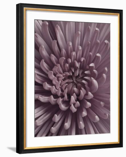 Close-Up of Faded Pink Chrysanthemum-Clive Nichols-Framed Photographic Print