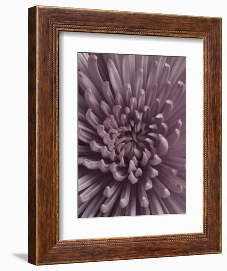 Close-Up of Faded Pink Chrysanthemum-Clive Nichols-Framed Photographic Print