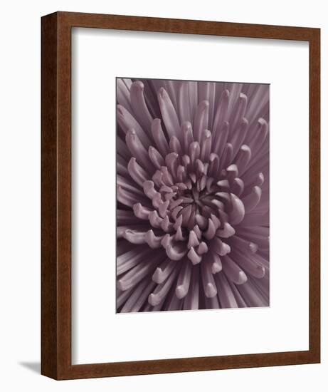 Close-Up of Faded Pink Chrysanthemum-Clive Nichols-Framed Photographic Print