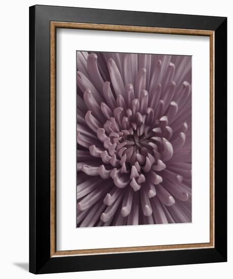 Close-Up of Faded Pink Chrysanthemum-Clive Nichols-Framed Photographic Print