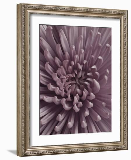 Close-Up of Faded Pink Chrysanthemum-Clive Nichols-Framed Photographic Print