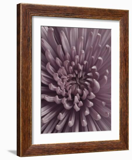 Close-Up of Faded Pink Chrysanthemum-Clive Nichols-Framed Photographic Print