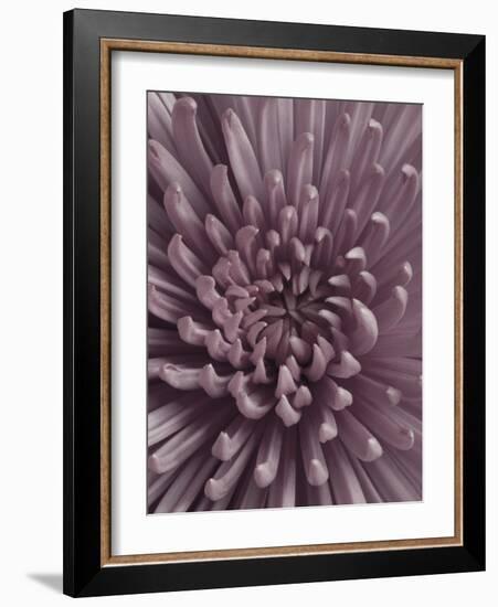 Close-Up of Faded Pink Chrysanthemum-Clive Nichols-Framed Photographic Print