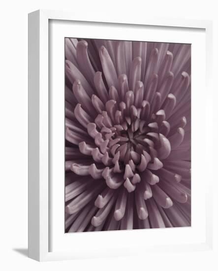 Close-Up of Faded Pink Chrysanthemum-Clive Nichols-Framed Photographic Print