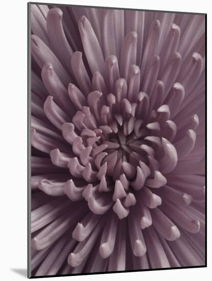 Close-Up of Faded Pink Chrysanthemum-Clive Nichols-Mounted Photographic Print