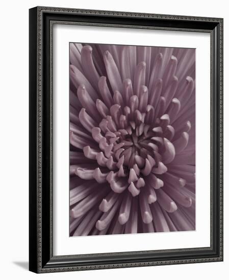 Close-Up of Faded Pink Chrysanthemum-Clive Nichols-Framed Photographic Print