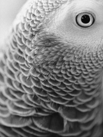Close Up Of Feathers And Eye Of An African Grey Parrot