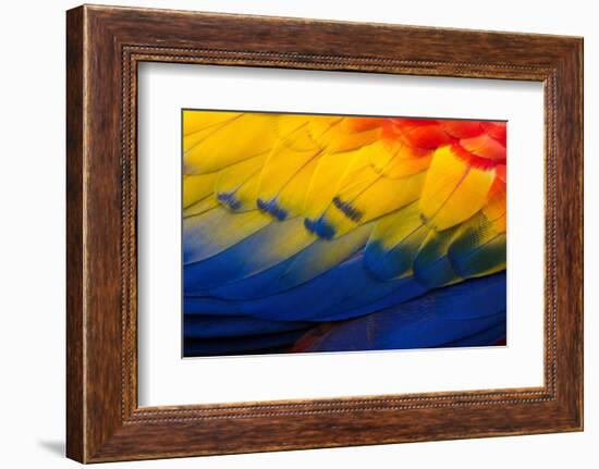 Close up of feathers of a Scarlet Macaw, Costa Rica-Alex Hyde-Framed Photographic Print