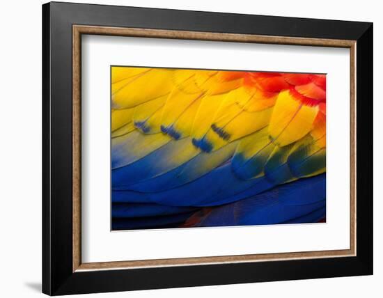 Close up of feathers of a Scarlet Macaw, Costa Rica-Alex Hyde-Framed Photographic Print