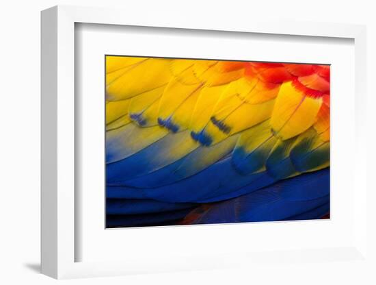 Close up of feathers of a Scarlet Macaw, Costa Rica-Alex Hyde-Framed Photographic Print