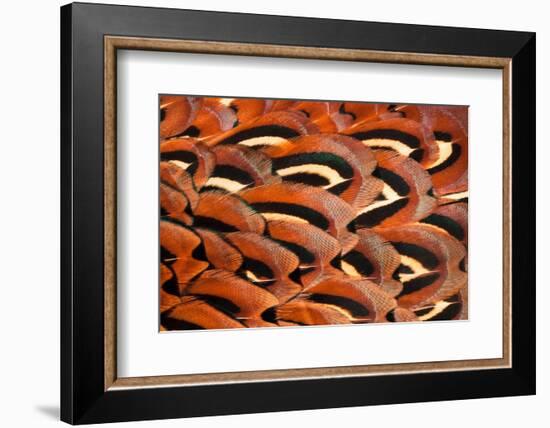 Close up of feathers of cock Pheasant-Alex Hyde-Framed Photographic Print