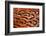 Close up of feathers of cock Pheasant-Alex Hyde-Framed Photographic Print